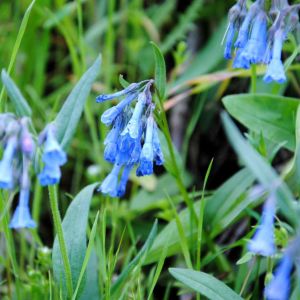 Mertensia ciliata – Chiming Bells get a quote