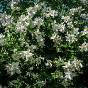 Philadelphus lewisii – Indian Arrowwood – Lewis Mock Orange – Lewis Syringa – Mock Orange – get a quote