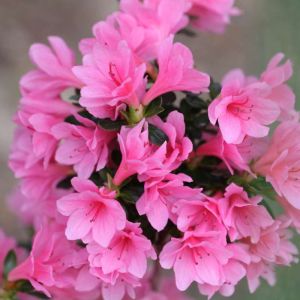 Rhododendron obtusum – Hiryu Azalea get a quote