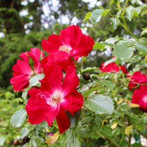 Rosa ‘Dortmund’ – Rose ‘Dortmund’ get a quote