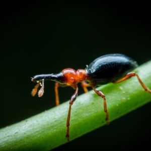 Sweetpotato Weevil – Cylas formicarius get a quote