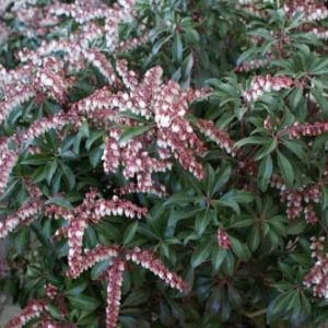 Pieris ‘Dorothy Wyckoff’ – Dorothy Wyckoff Japanese Andromeda – get a quote