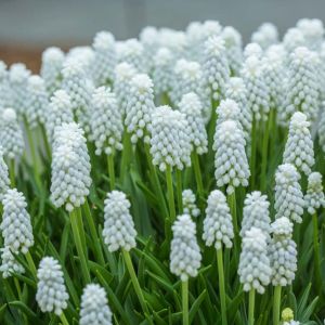 Muscari m. auch. ‘White Magic’ – Muscari armeniacum –  Muscarimia – Grape Hyacinth – bulb get a quote