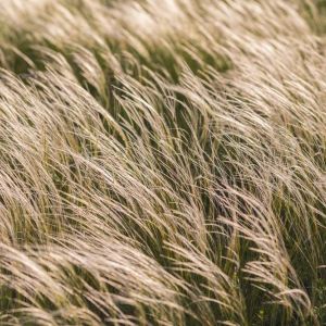 Stipa tenuissima – Mexican Feather Grass – Achnatherum – Feather Grass – Needle grass – Spear Grass – get a quote