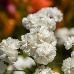 Achillea ptarmica ‘Ballerina’ – ‘Sneezewort’ – Yarrow get a quote