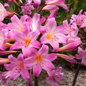 Amaryllis belladonna ‘Barberton’ – Callicore rosea – Belladonna lily – Magic lily – Naked Ladies – Resurrection lily – get a quote