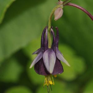 Aquilegia viridiflora – Columbine get a quote