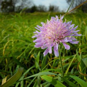 Knautia arvensis – Scabiosa arvensis – Blue Buttons – Field Scabious – get a quote