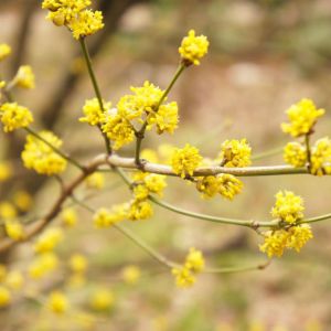 Lindera benzoin – Spice Bush – Benjamin Bush – get a quote