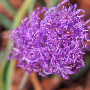 Muscari comosum ‘Plumosum’ – Muscari comosum ‘Monstrosum’ – Leopoldia comosa – Tassel Grape Hyacinth – Fringe Hyacinth – Muscarimia – Grape Hyacinth – get a quote