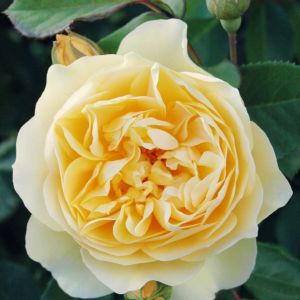 Rosa ‘Graham Thomas’ – Rose ‘Graham Thomas’ get a quote