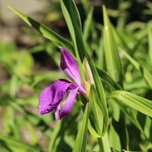 Roscoea alpine – get a quote