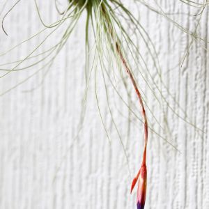 Tillandsia fuchsii – Air Plant – get a quote