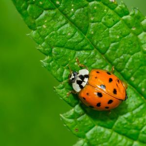 Multicolored Asian Lady Beetle – Harmonia axyridis get a quote