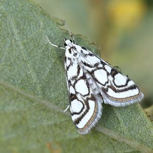 China Mark Moth – Nymphuiella daeckalis get a quote