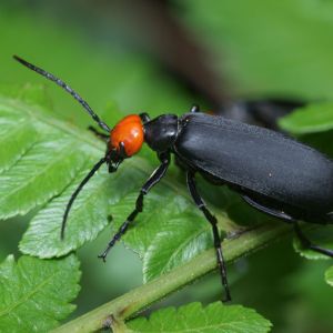 Blister Beetles – Meloidae get a quote