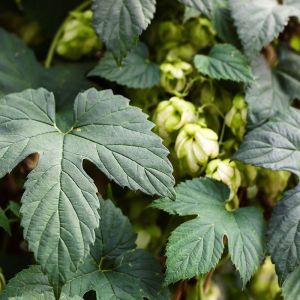 Humulus lupulus ‘Aureus’ – Common Hops – Hops – Hop – get a quote