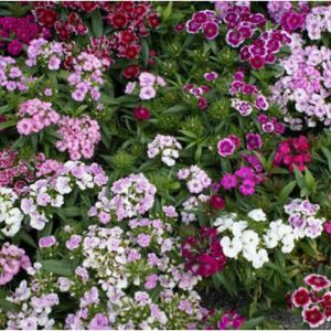 Dianthus bar. ‘Indian carpet mix’ – Sweet William Carnation – get a quote