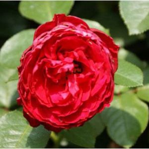 Rosa ‘Traviata’  – Rose ‘Traviata’ get a quote