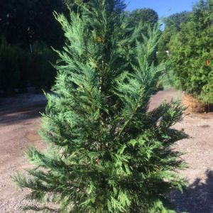 Cupressocyparis leylandii – Leyland cypress – get a quote