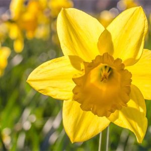 Narcissus ‘Dutch Master’ – Daffodil ‘Dutch Master’ get a quote