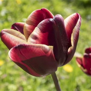 Tulipa ‘Abu Hassan’ – Tulip ‘Abu Hassan’ – Bulbs get a quote