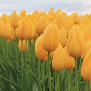 Tulipa ‘Big Smile’  – Tulip ‘Big Smile’ – Bulbs get a quote