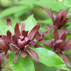 Calycanthus fertilis – Allspice – get a quote