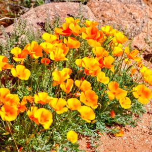 Eschscholzia californica – California Poppy – California Poppy – get a quote