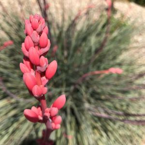 Hesperaloe parviflora – Yucca parviflora – get a quote