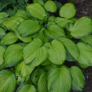 Hosta ‘Stained Glass’ – Plantain Lily ‘Stained Glass’ get a quote