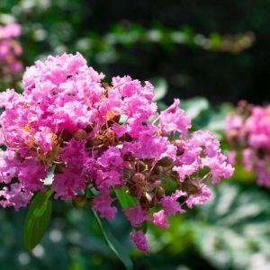Lagerstroemia speciosa – Lagerstroemia flos-reginae – Giant Crape Myrtle – Pride of India – Queen’s Flowers – Crape Myrtle – Crepe Myrtle – get a quote