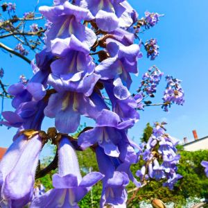 Paulownia tomentosa – Paulownia imperialis – Empress Tree – Foxglove Tree – Princess Tree – Royal paulownia – get a quote