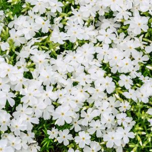 Phlox subulata ‘White Delight’  – Moss Phlox get a quote
