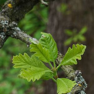 Quercus bicolor – Swamp White Oak get a quote