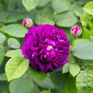 Rosa ‘Cardinal de Richelieu’ – Rose ‘Cardinal de Richelieu’ get a quote