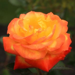 Rosa ‘Judy Garland’ – Rose ‘Judy Garland’ get a quote