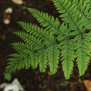 Thelypteris noveboracensis – New York Fern – get a quote