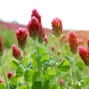 Trifolium incarnatum – Crimson Clover – Italian Clover – Clover – get a quote