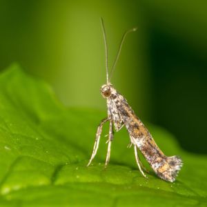 Lilac Leafminer – Caloptilia syringalla get a quote