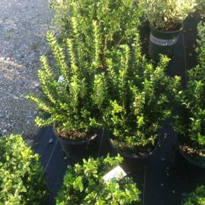 Euonymus – Euonymus greenspire get a quote