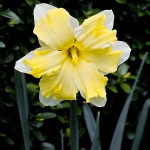 Narcissus ‘Cassata’ – Daffodil ‘Cassata’ get a quote