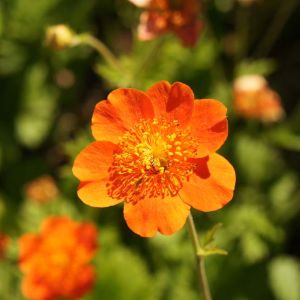 Geum c. ‘Mrs. Bradshaw’ – Geum – Avens – get a quote