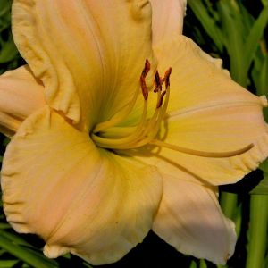 Hemerocallis ‘Beauty To Behold – Daylily ‘Beauty To Behold get a quote