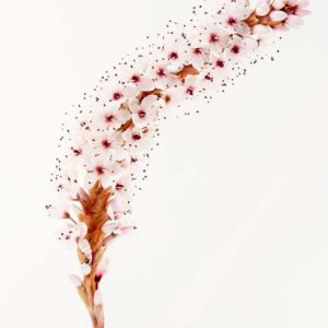 Persicaria affinis ‘Darjeeling Red’ – Polygonum affine – Himalayan Knotweed – Aconogonon – Bistorta – Polygonum – Tovara – Fleeceflower – Knotweed – get a quote