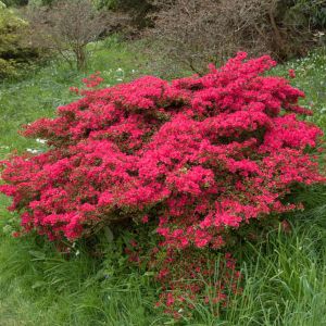 Rhododendron ‘Hino-crimson’ – Azaleas – get a quote