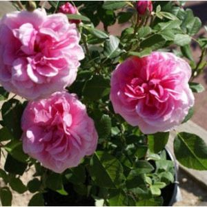 Rosa ‘Gertrude and Jekyll’ – Rose ‘Gertrude and Jekyll’ get a quote