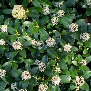 Skimmia – Japanese skimmia (male) get a quote