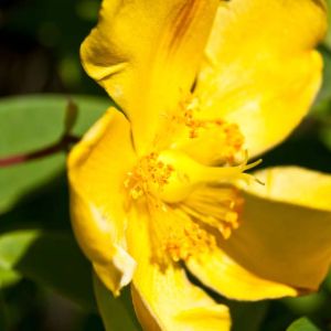 Hypericum frondosum ‘Sunbrust’ – Golden St. John’s Wort get a quote