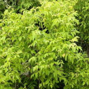 Acer negundo ‘Auratum’ ‘ Box-elder Maple ‘ Box Elder ‘ Manitoba Maple ‘ Ash- Leaved Maple – Maple get a quote
